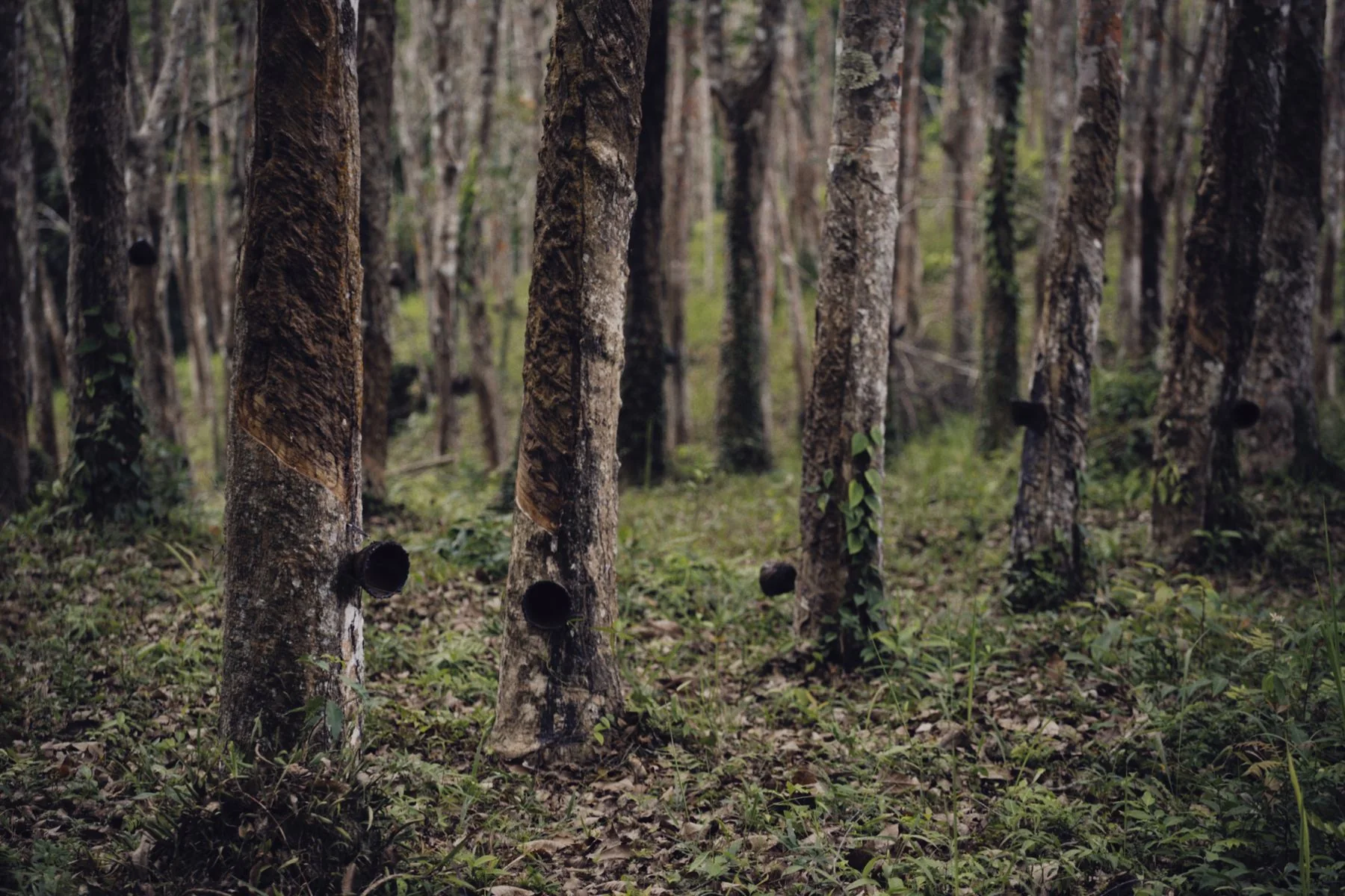 Rows of tapped rubber trees in a Southeast Asian plantation